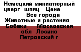 Немецкий миниатюрный(цверг) шпиц › Цена ­ 50 000 - Все города Животные и растения » Собаки   . Московская обл.,Лосино-Петровский г.